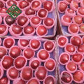 maçã chinesa fresca fruta famosa marca fuji vermelho